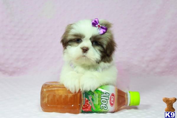 lvpuppyheaven Picture 2